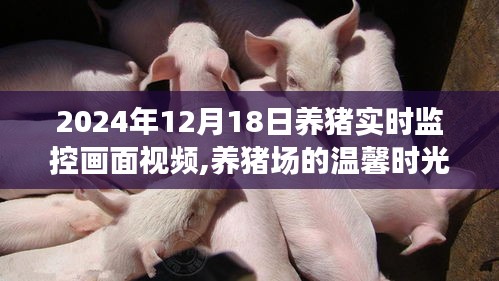 友情纽带