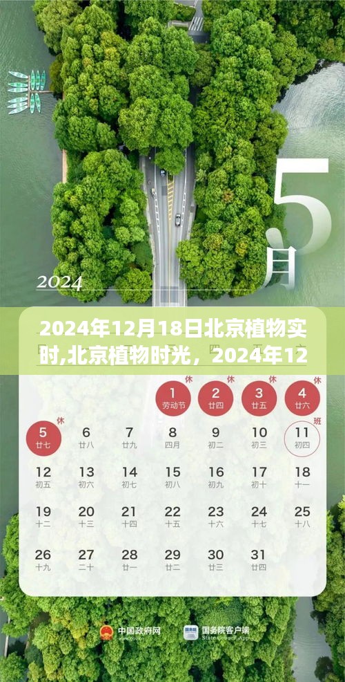 北京植物时光，生态记忆中的冬日印记（2024年12月18日）