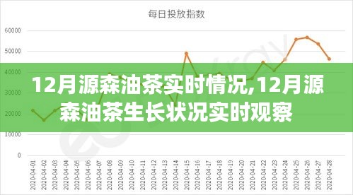 12月源森油茶生长状况实时观察与最新情况分析