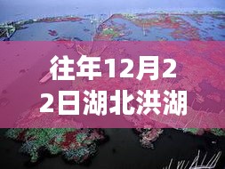 洪湖水位逆流而上，见证成长的力量与实时水位记录
