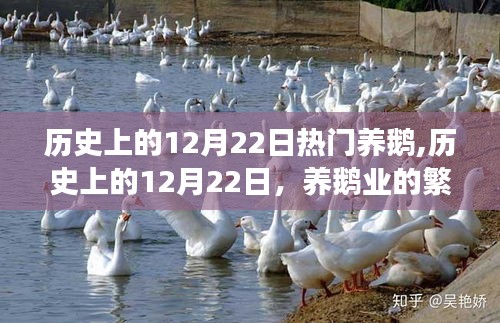 历史上的养鹅盛日，探寻12月22日的繁荣与发展