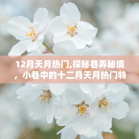 十二月巷弄秘境，天月热门特色小店探秘