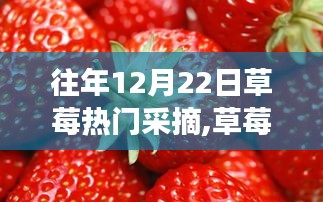 草莓盛宴，远离尘嚣的采摘之旅，寻找内心的宁静与喜悦