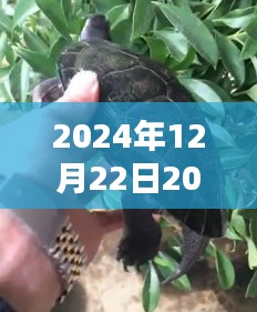 2024年热门龟产品深度解析，全新版热门龟之选