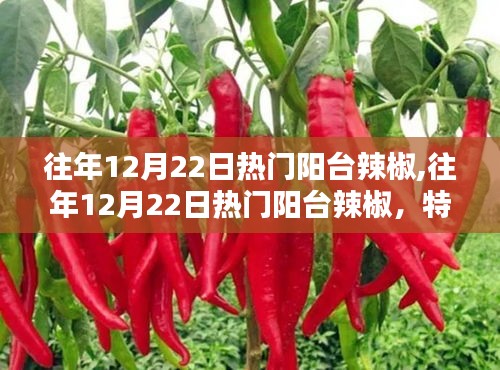 往年12月22日阳台辣椒，特性、体验与竞品对比的全面评测与体验分享