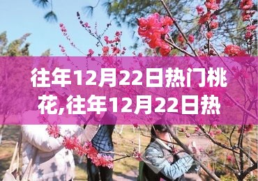 往年12月22日热门桃花背后的文化现象与个人观点探析，探寻桃花背后的文化意义与个人情感表达