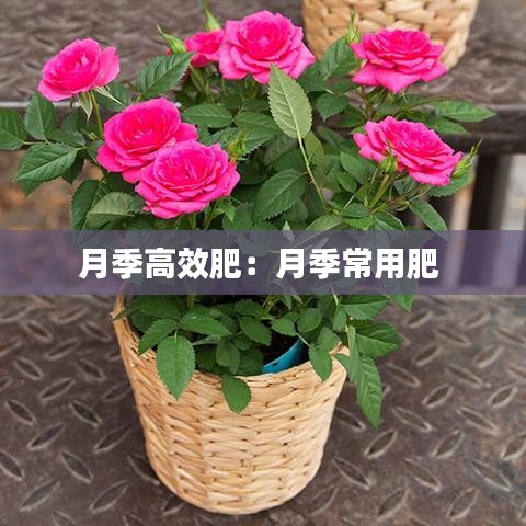 月季高效肥：月季常用肥 