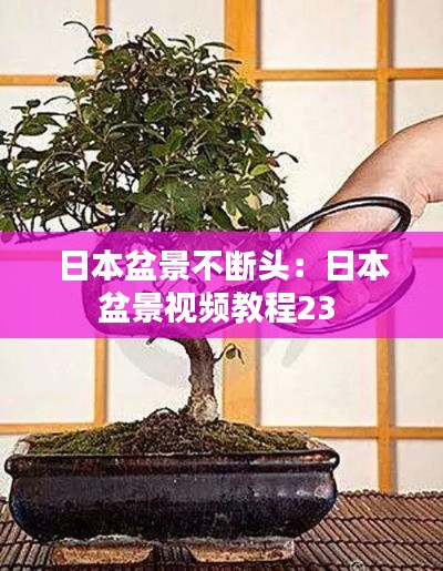 日本盆景不断头：日本盆景视频教程23 
