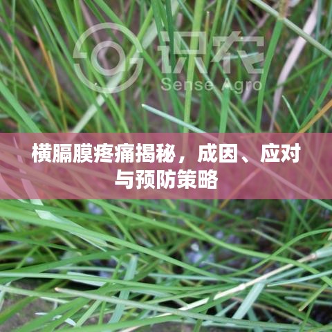 横膈膜疼痛揭秘，成因、应对与预防策略