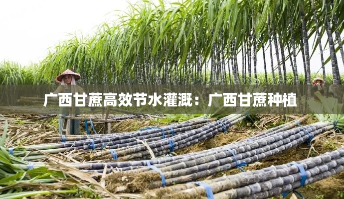 广西甘蔗高效节水灌溉：广西甘蔗种植 