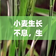 小麦生长不息，生命的坚韧与繁荣之旅