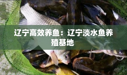 辽宁高效养鱼：辽宁淡水鱼养殖基地 
