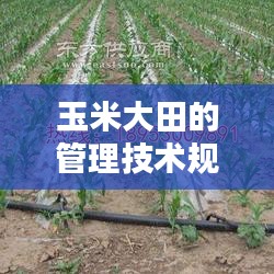 玉米大田的管理技术规范：玉米田问管理 
