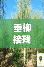 垂柳接残芜，自然之美与生命力的独特展现