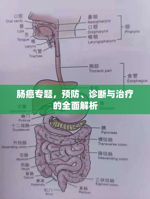 肠癌专题，预防、诊断与治疗的全面解析