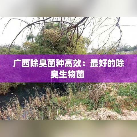 广西除臭菌种高效：最好的除臭生物菌 