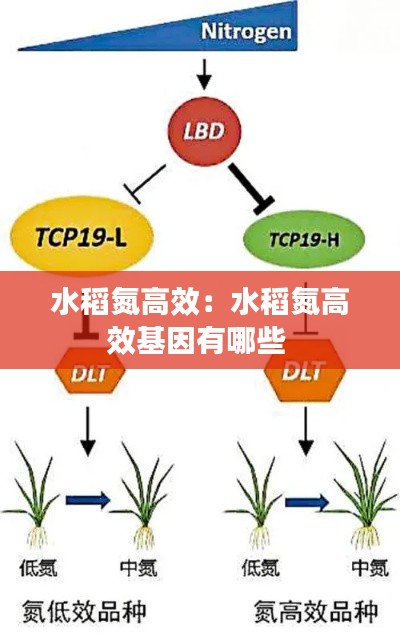 水稻氮高效：水稻氮高效基因有哪些 