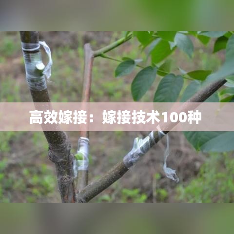 高效嫁接：嫁接技术100种 