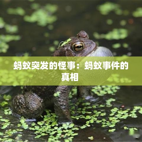 蚂蚁突发的怪事：蚂蚁事件的真相 