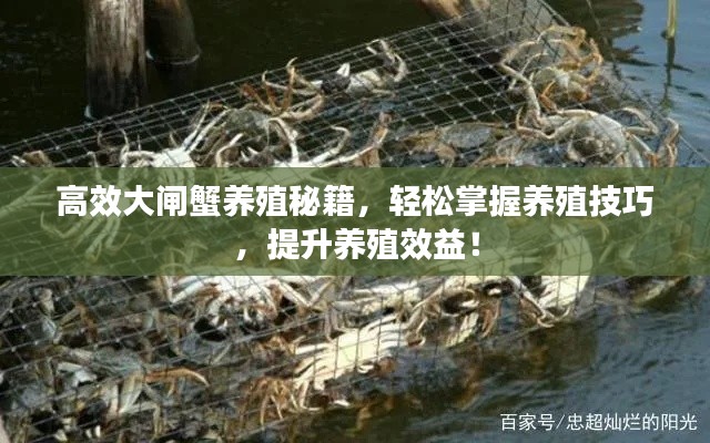 高效大闸蟹养殖秘籍，轻松掌握养殖技巧，提升养殖效益！