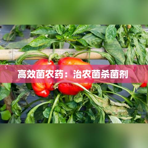粗心大意 第2页