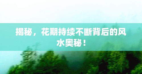 揭秘，花期持续不断背后的风水奥秘！