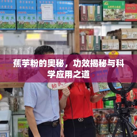 蕉芋粉的奥秘，功效揭秘与科学应用之道