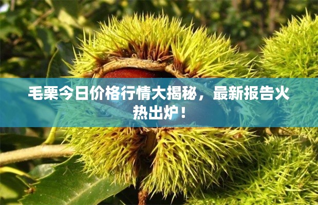 毛栗今日价格行情大揭秘，最新报告火热出炉！