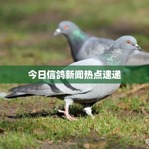 今日信鸽新闻热点速递
