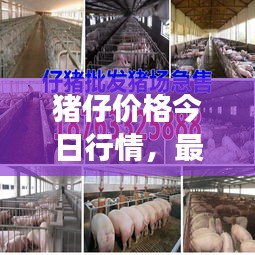 猪仔价格今日行情，最新报价及市场动态