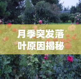月季突发落叶原因揭秘，如何应对落叶问题？