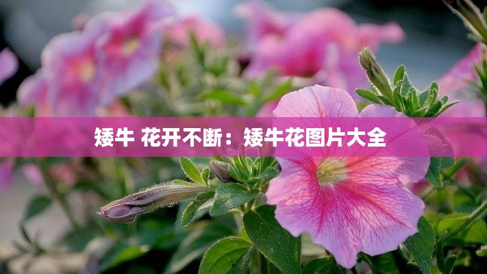 矮牛 花开不断：矮牛花图片大全 