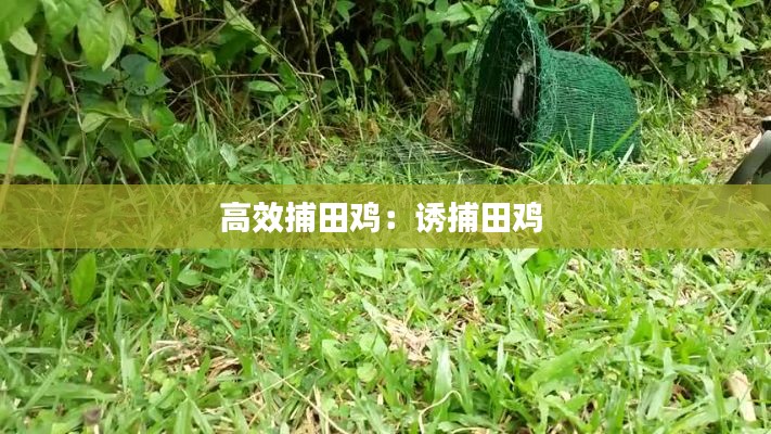 高效捕田鸡：诱捕田鸡 