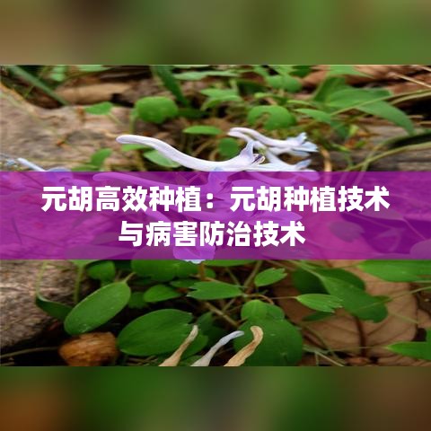元胡高效种植：元胡种植技术与病害防治技术 