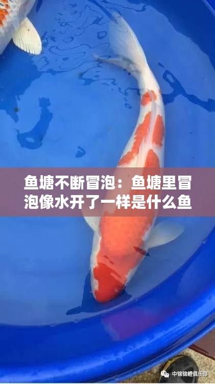 鱼塘不断冒泡：鱼塘里冒泡像水开了一样是什么鱼 