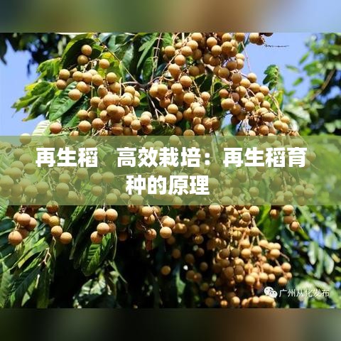 再生稻   高效栽培：再生稻育种的原理 