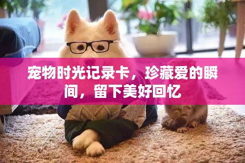 宠物时光记录卡，珍藏爱的瞬间，留下美好回忆