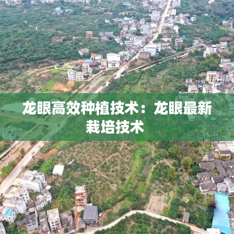 龙眼高效种植技术：龙眼最新栽培技术 
