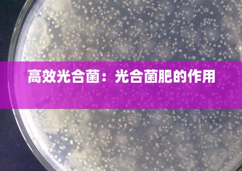高效光合菌：光合菌肥的作用 