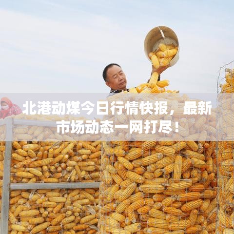 北港动煤今日行情快报，最新市场动态一网打尽！
