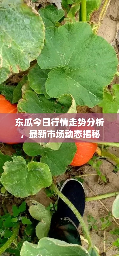 东瓜今日行情走势分析，最新市场动态揭秘