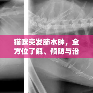 猫咪突发肺水肿，全方位了解、预防与治疗指南
