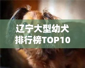 辽宁大型幼犬排行榜TOP10，精选前十名萌宠犬种！