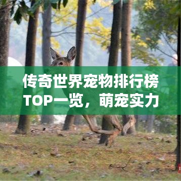 传奇世界宠物排行榜TOP一览，萌宠实力大比拼！