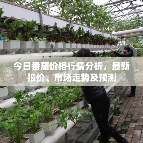 今日番茄价格行情分析，最新报价、市场走势及预测