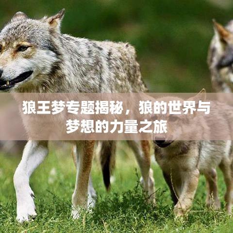 狼王梦专题揭秘，狼的世界与梦想的力量之旅