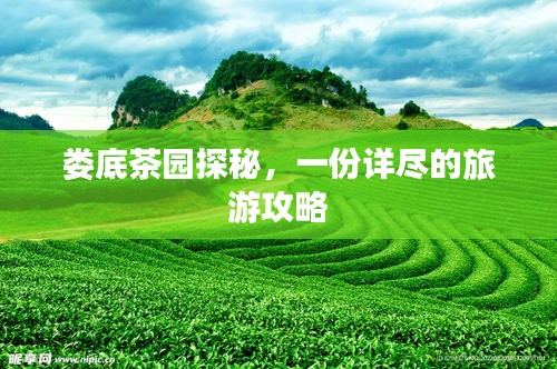 娄底茶园探秘，一份详尽的旅游攻略