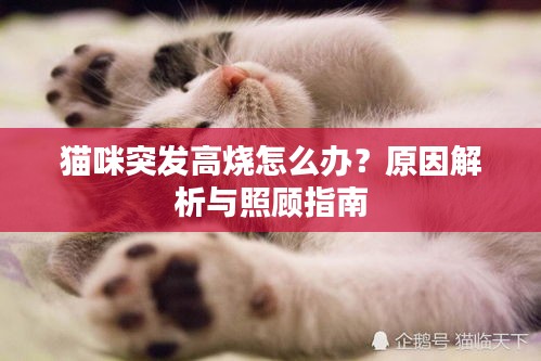 猫咪突发高烧怎么办？原因解析与照顾指南
