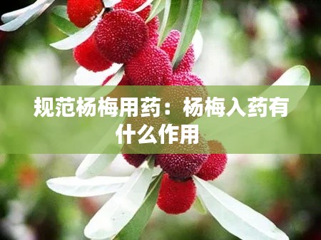 规范杨梅用药：杨梅入药有什么作用 