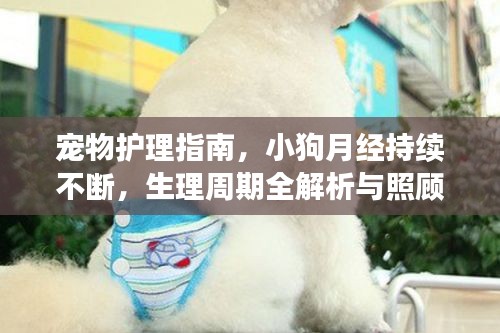 宠物护理指南，小狗月经持续不断，生理周期全解析与照顾须知